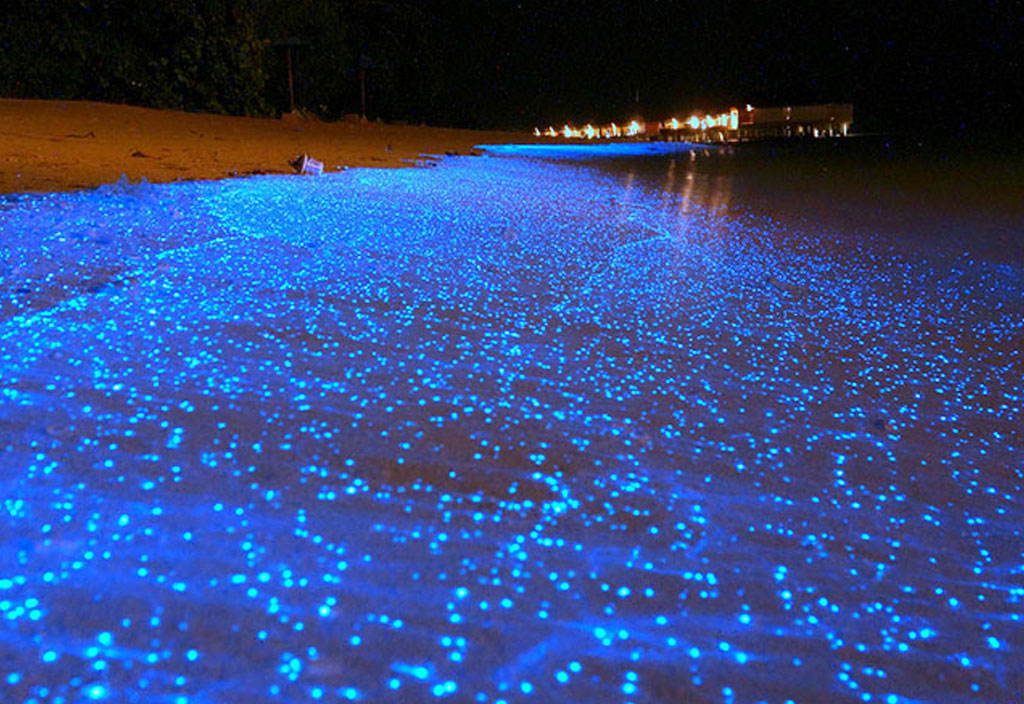 HAVE YOU SEEN THE SEA OF STARS?