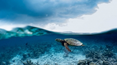 Reef Hopping