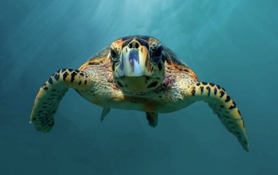 Ocean Discovery