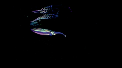 The Glowing Reef: UV Light Snorkelling Experience