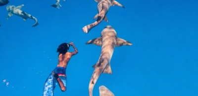 Nurse Shark Snorkeling