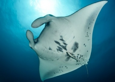Manta Ray Adventure