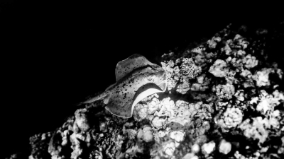 Night Snorkelling