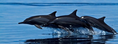 Dolphin Discovery