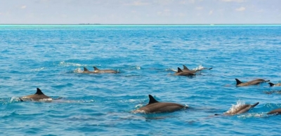 Sunset Dolphin Cruise