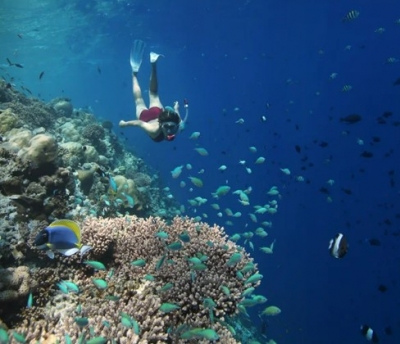 House Reef Snorkeling