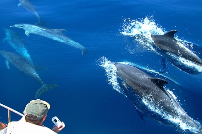 Dolphine Watching 