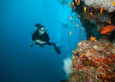 House Reef Snorkelling