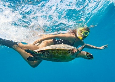 Turtle Snorkelling
