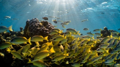 Reef Hopping