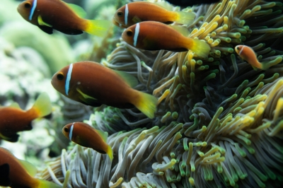 House Reef Snorkelling
